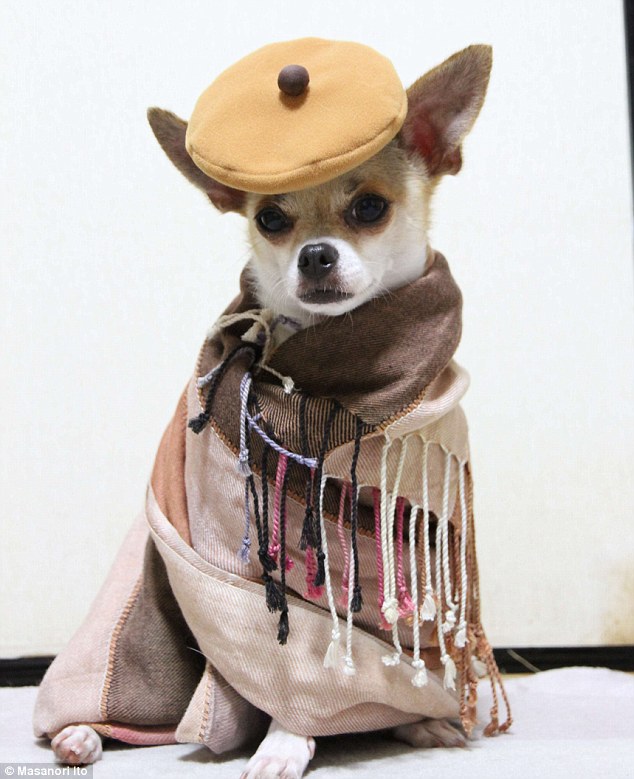 Обувь для собак for my dog Обувь для собак for my dog